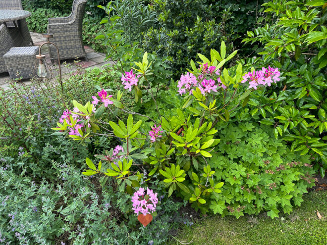 Een kijkje in de keuken week 23 2024