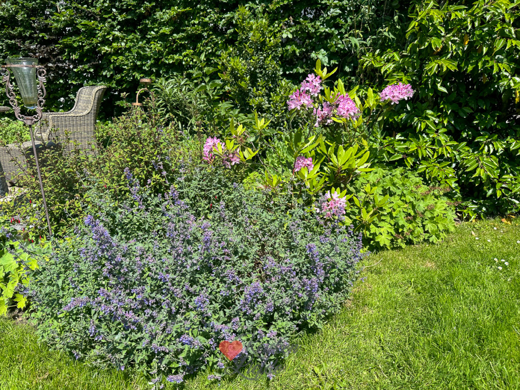 Een kijkje in de keuken week 24 2024