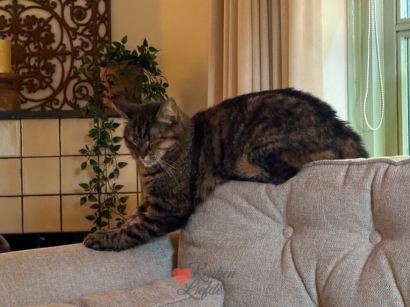 Een kijkje in de keuken week 26 2024