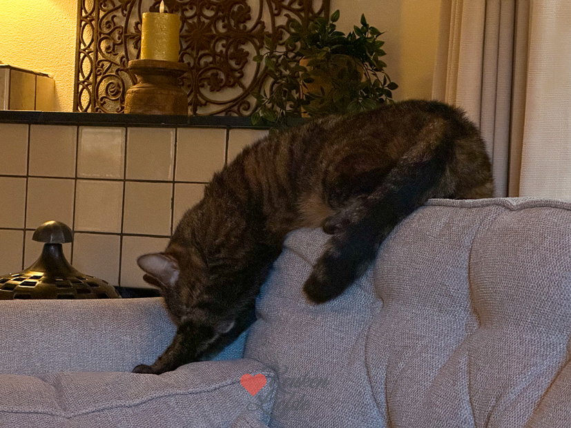 Een kijkje in de keuken week 26 2024