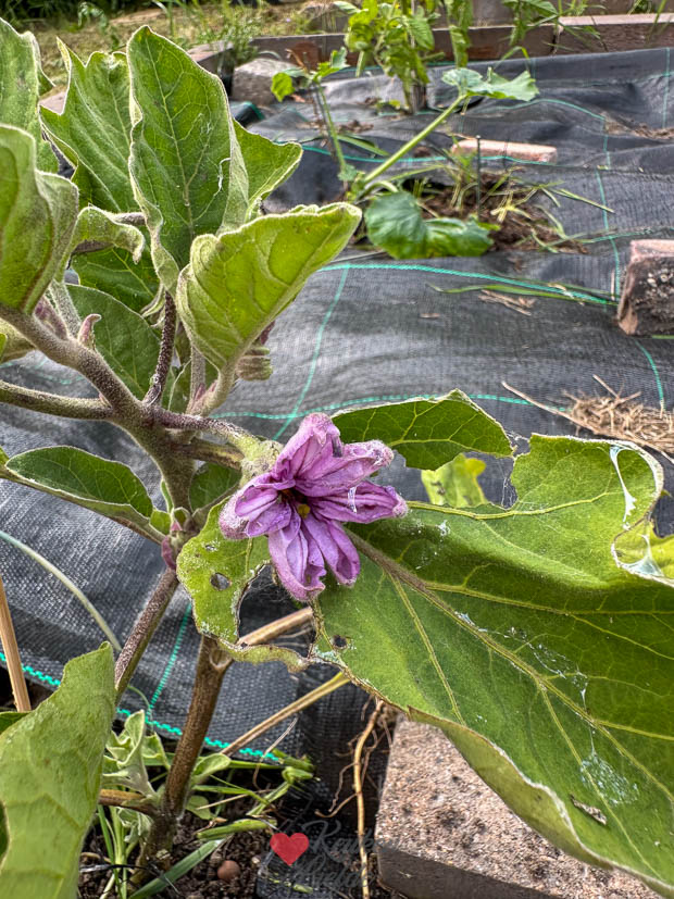 Aangevreten aubergineplant