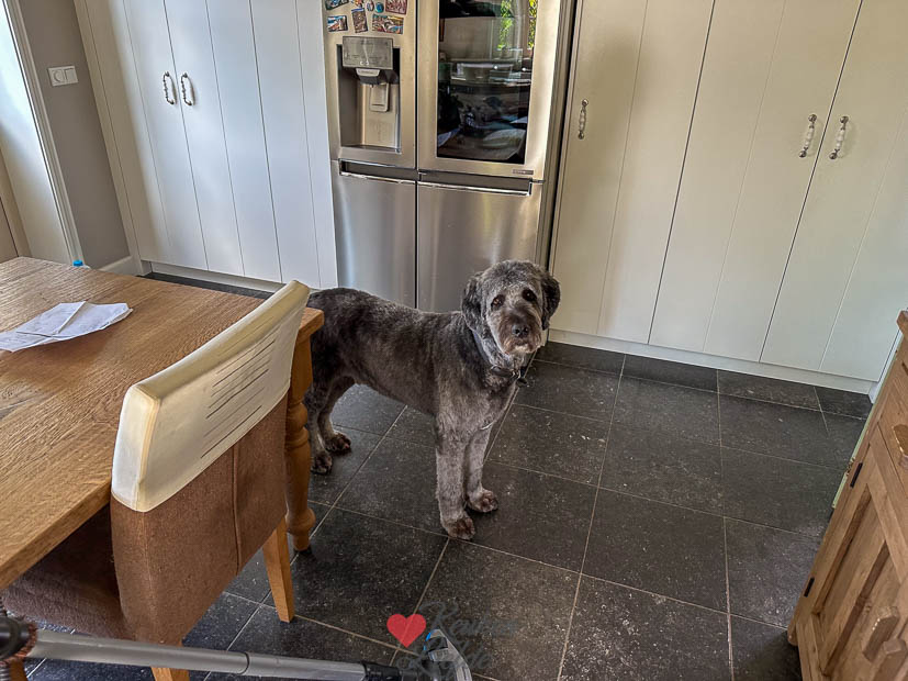 Nacho is weer geknipt