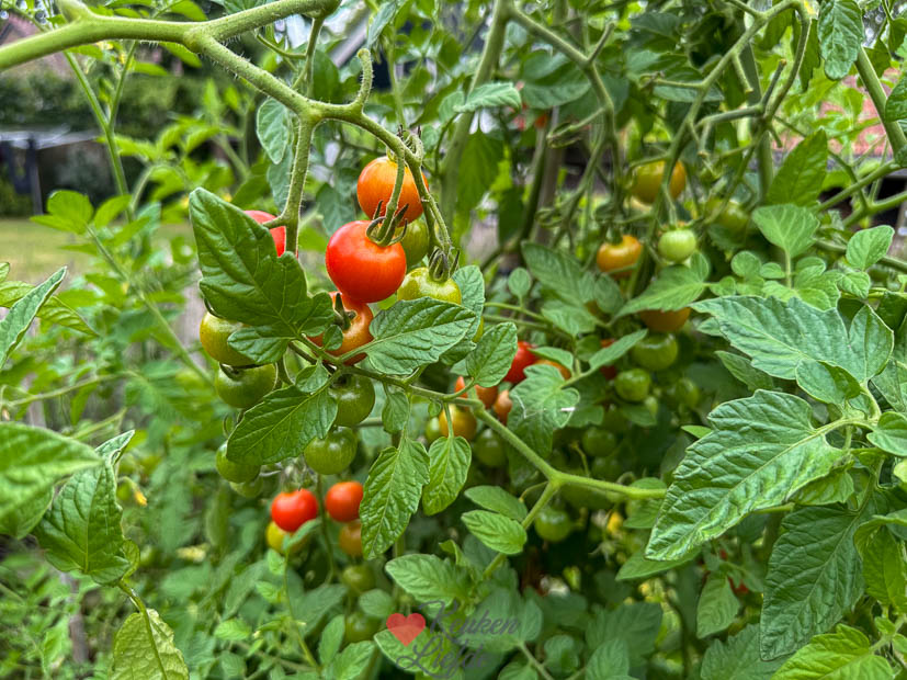 Cherrytomaten: the gift that keeps on giving