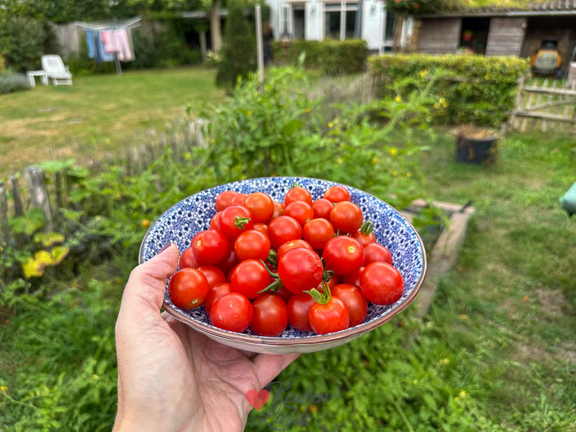 Cherrytomaten uit de moestuin