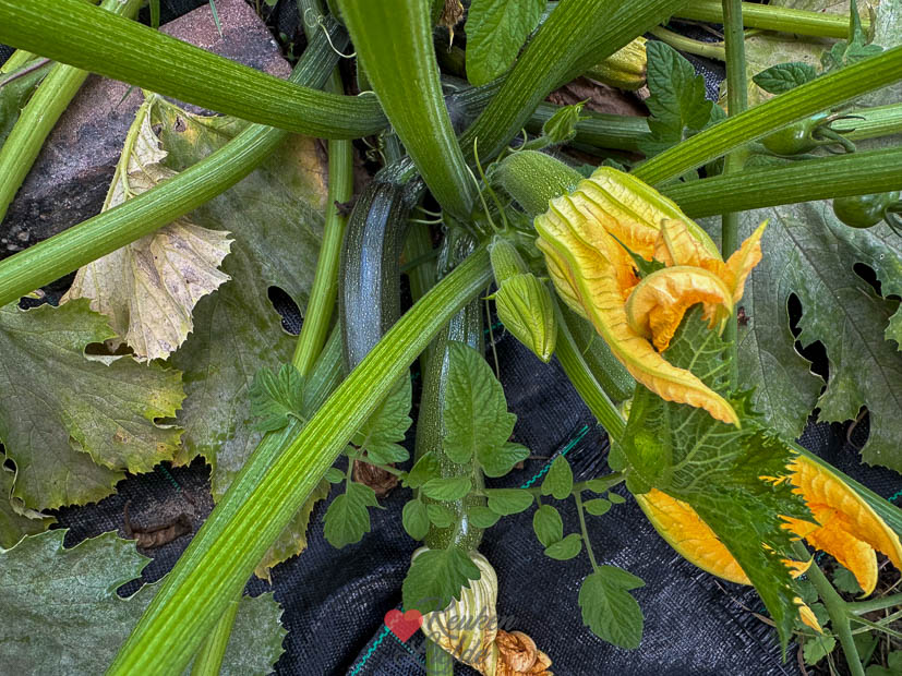 Courgettes in de moestuin