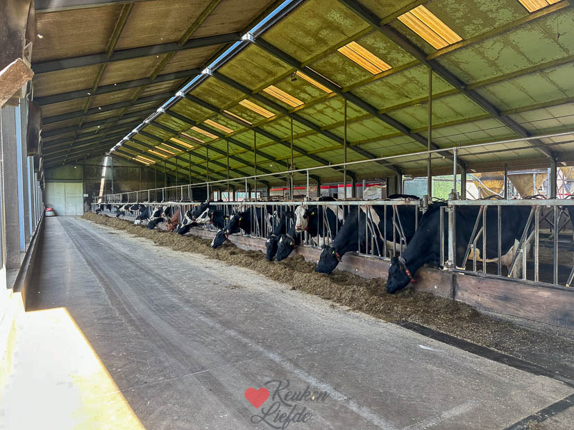 Koeien op stal bij IJs- en Zuivelboederij JoLo in Dreumel