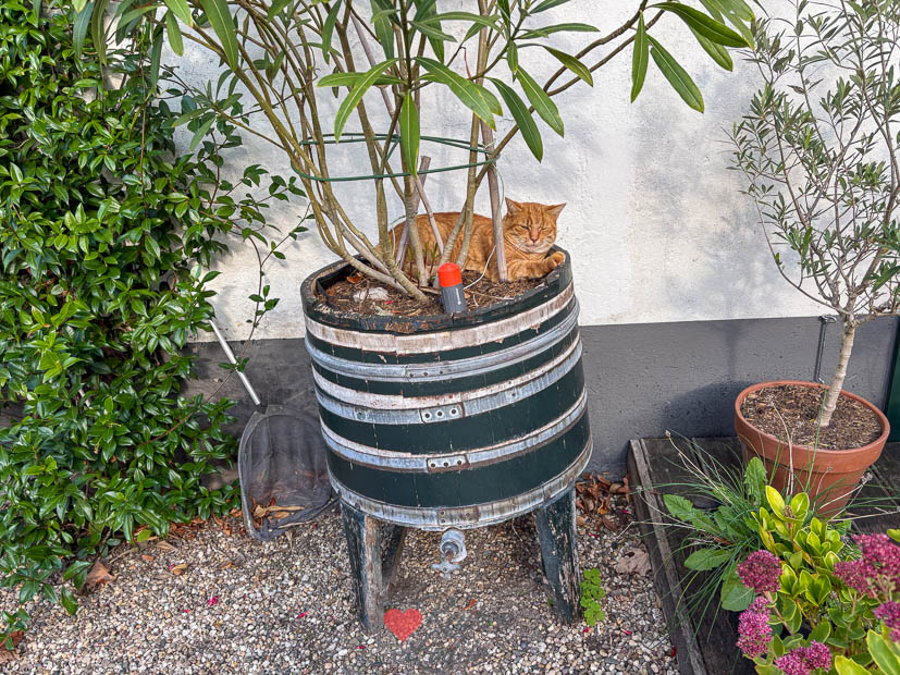 Puk (de kater) ligt te chillen