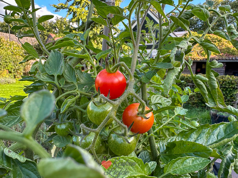 De cherrytomaten blijven maar groeien