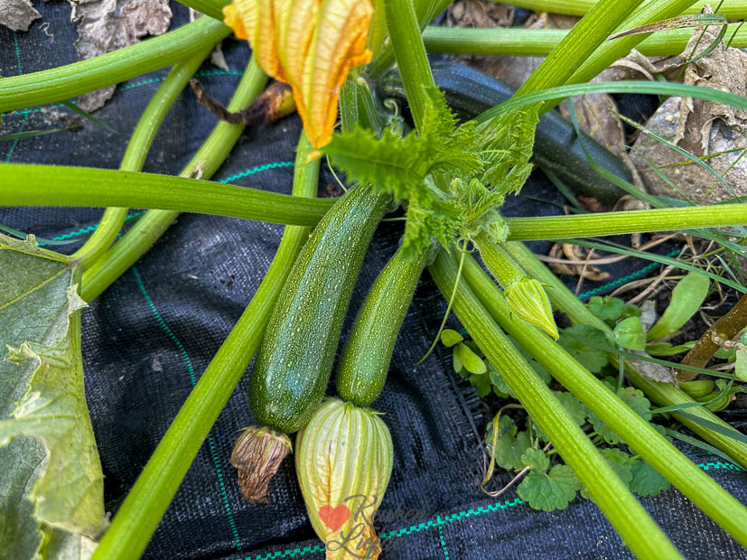 De courgettes blijven maar groeien
