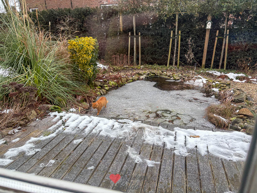 Puk de kater op het ijs