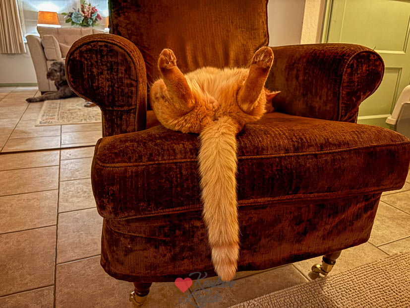 Puk de kater ligt te chillen